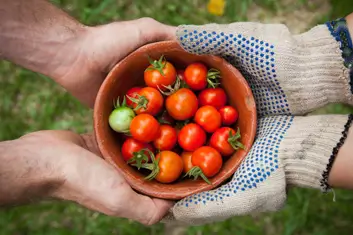 Farm produce harvesting