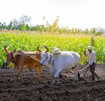 Fresh agricultural produce